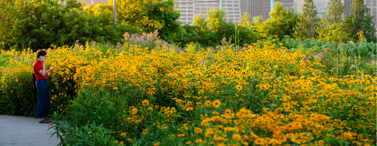 Rebecca McMackin: Adventures in Ecological Horticulture | July 15